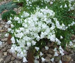 Campanula Cochleariifolia White Baby Grows On You Shade Plants Garden Trees Shade Garden