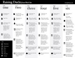 duckling age chart google search going duckers