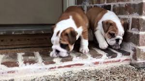 French bulldogs have many colors and color patterns that when mixed together gets you the final each color and color pattern has its own compartment in the dogs coloring pallet called locus making fawn and brindle french bulldogs. Fawn And White English Bulldog Puppies Youtube