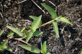 Image result for Commelina diffusa