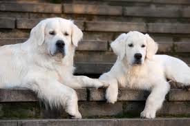 Our dogs are the puppies of multi champions and champions the first organized golden retriever club in canada was the golden retriever club of ontario, which was established in 1958. English Cream Retriever Puppies English Retriever Puppies