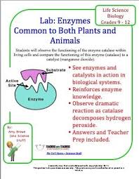 Free Lab Catalase An Enzyme Common To Both Plants And Animals Biology Classroom Enzymes Biology Biology Labs