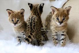 Remember to leave a comment & hit the thumbs up button along with subscribe if u enjoy the video also join facebook group & follow faceebook page. Amare Serval And Savannah Cats Home Facebook
