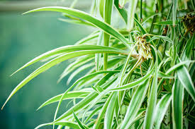 Image result for Chlorophytum sparsiflorum