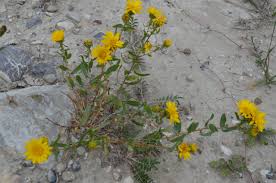Image result for Xerophyta squarrosa