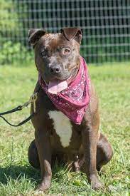Keera A Southern California Shelter Survivor Rescued By Animal Defense Rescue Bellevue Washington Keera Is Now Looking For Her Dog Love Animals Happy Tails