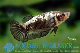Betta Splendens Black Samurai Kitchener Waterloo Aquarium Society Facebook