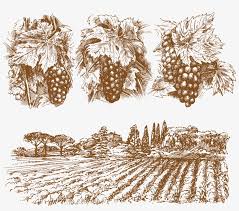 Wine Common Grape Vine Drawing Grape Vines Illustration Transparent Png 2297x1917 Free Download On Nicepng You can edit any of drawings via our online image editor before downloading. wine common grape vine drawing grape