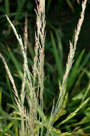 Image result for Eragrostis porosa