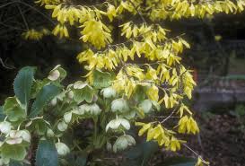 Forsythia Suspensa Nymans In Yellow Flowers With Helleborus Argutifolius Hellebore Plant Combination For Spring B Flower Stock Photography Plants Spring Garden