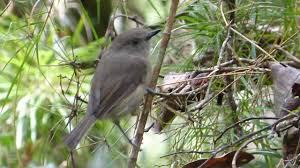 Image result for Newtonia