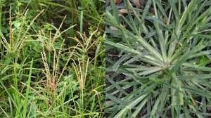Ia mampu bertahan hidup pada musim. Rumput Ini Bisa Sembuhkan 5 Penyakit Berbahaya Tak Di Sangka Sering Ada Di Halaman Rumah Tribun Jambi