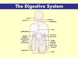 It has a general structure that is modified at different. Your Digestive System For Kids Nemours Kidshealth