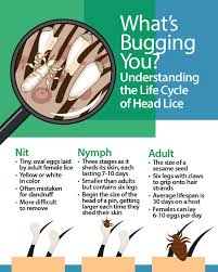 Image result for lice life cycle