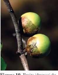 Image result for Diospyros mweroensis
