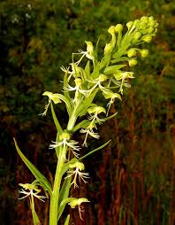 Image result for Habenaria indiana