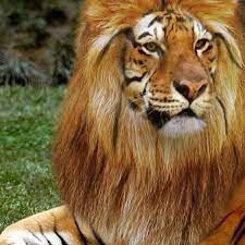 Traducir ligar de español a inglés. Amazing Ligar Lion Tiger Hybrid I Want One Ivostar Flickr
