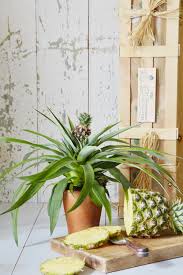 After six months when the root system has. Pineapple Plant Buying Pineapple Indoor Houseplants Ornamental
