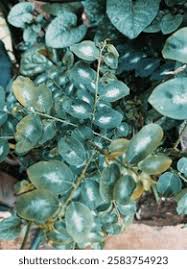 Image result for Chlorophytum amplexicaule