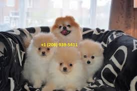 We did not find results for: Gorgeous Pomeranian Puppies Available Tel Aviv Il En Oc2o