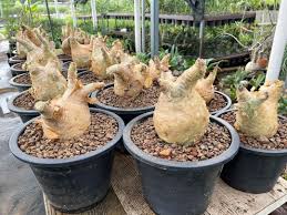 Image result for Cyphostemma congestum