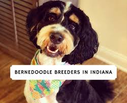 Find bernedoodle puppies for sale and dogs for adoption. Bernedoodle Breeders In Indiana Top 5 Picks 2021 We Love Doodles