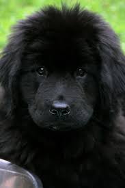 We believe in the high socialization of all puppies, and take great pride in breeding healthy family companions in a loving and caring environment. Newfoundland Buyer Be Aware Here S How To Spot A Puppy Mill My Brown Newfies