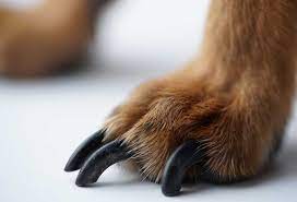 Maybe you would like to learn more about one of these? How To Find The Quick On Black Dog Nails Patchpuppy Com