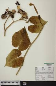 Image result for Ipomoea violacea