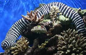 Pin On Bizarre Oddities Or Amazing Phenomenon