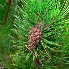 Image result for Pinus