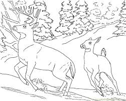 Here is a collection of deer coloring sheets of different species of deer. Hunting Deer Coloring Pictures Novocom Top