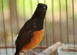 Check spelling or type a new query. Cara Mengatasi Murai Batu Stres Dijamin Ampuh Cepat Pulih 100