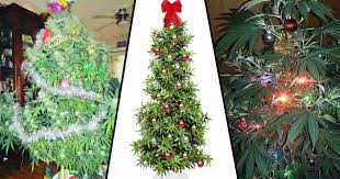 We did not find results for: People Are Putting Up Weed Christmas Trees To Celebrate The Holiday Season Unilad