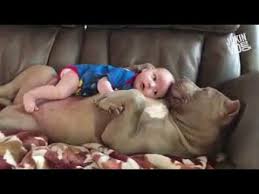 Babies Cuddling With Dogs So Adorable Youtube
