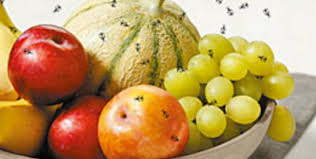 Comment Se Debarrasser Des Mouches A Fruits Afriquefemme Com