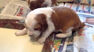 How to bathe your puppy. Weaning Puppies Lovetoknow