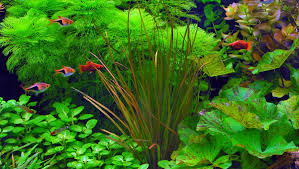 Image result for Blyxa aubertii