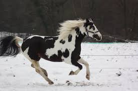 Black And White Paint Horses For Sale Near Me This Is A Black And White Paint Horse With Ice Blue Eyes Description From Gracescorneroftheworld Wordpress Com I Horses Horse Painting Paint Horses For Sale