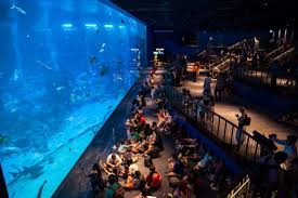 Mystery shop ini membawa beberapa bundle baru yang bisa dibeli dengan diskon hingga 90%. 50 Best Aquariums In The World 2021 Tourscanner