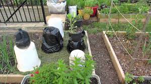 How to protect tomato plants in winter. Emergency Tomato Frost Protection When Frost Attacks Youtube