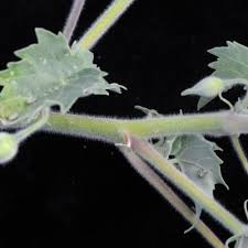 Image result for Abutilon englerianum