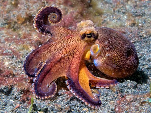 octopus farm