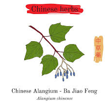 Image result for Alangium chinense