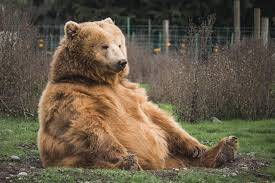 Whereas brown bears often maul a person and then leave, polar bear attacks are more likely to be predatory and are almost always fatal. Colorado Survival Guide Escaping A Bear Attack