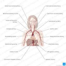 Image result for Cardiovascular Worksheets