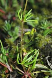 Image result for Spergula