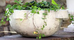 Green california (english ivy) plant in 2 in. Growing Ivy Indoors How Fast It Grows How To Help Gardener Indoors