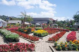 Flowers Of Kebun Begonia