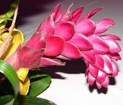 Pin On Incredible Flowers